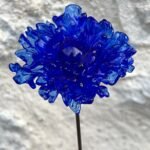 Bleuet éternel