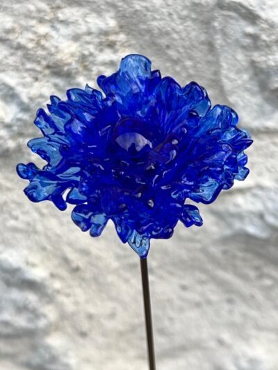 Bleuet éternel