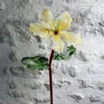 Fleur Hibiscus en verre