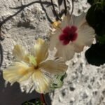 Fleur Hibiscus en verre