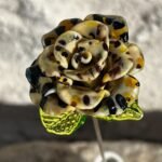 Rose léopard