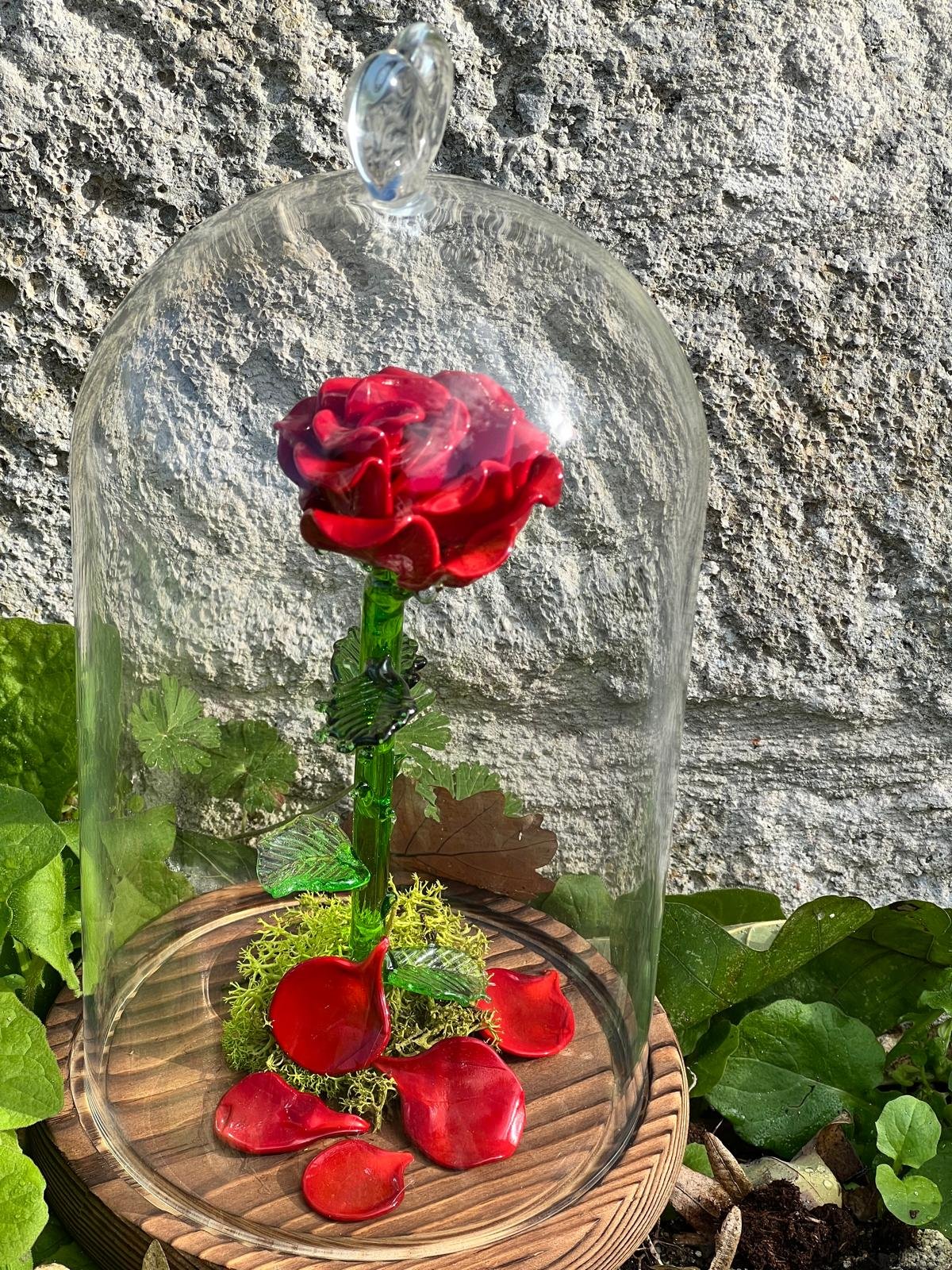 Rose sous cloche