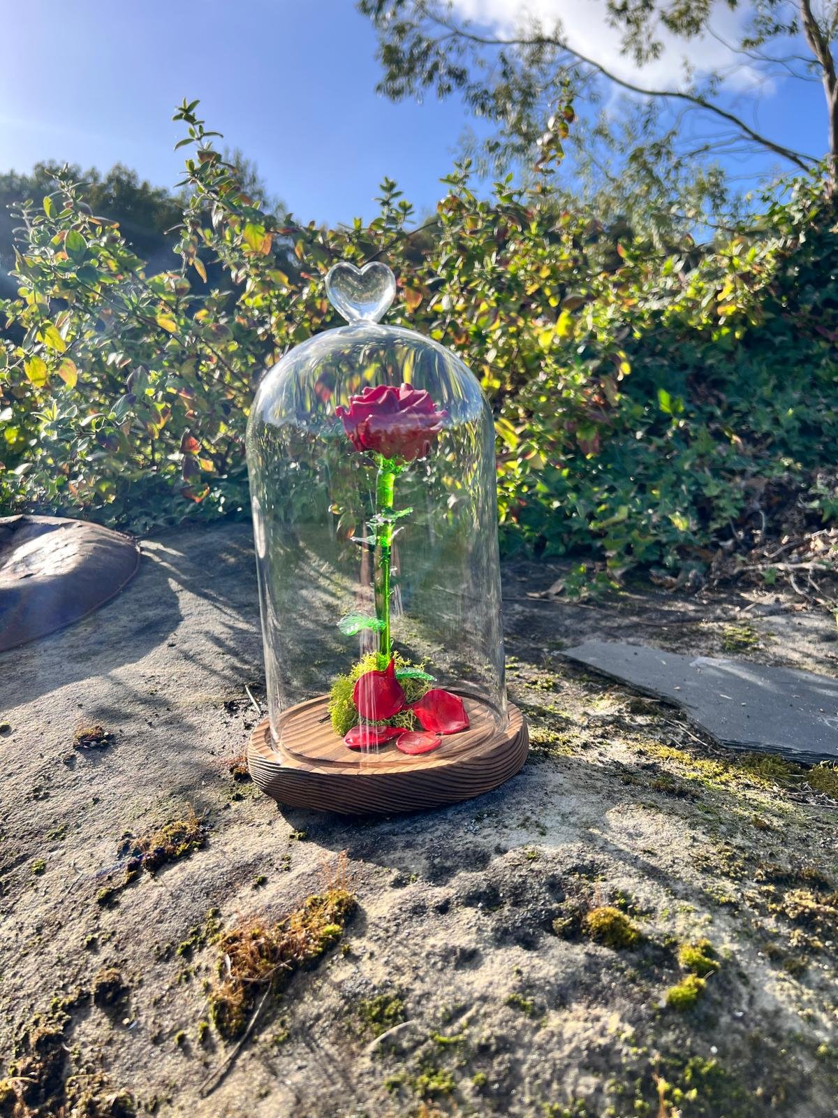 Rose sous cloche – Image 9