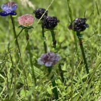 Bouquet de roses en verre de Murano Fleurs en verre