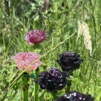Bouquet de roses en verre de Murano Fleurs en verre