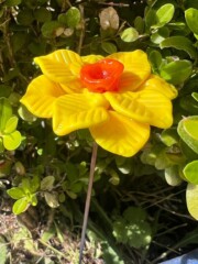 JONQ003 - Jonquille en verre de Murano, 8 sépales jaunes, cœur orange Jonquille en verre