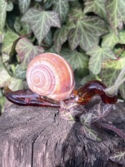 Escargot en verre tête basse, verre borosilicate couleur ambre foncé avec frittes de verre blanc. Réf. FIGUR011 Escargot en verre tête basse