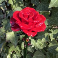 Roses en verre de Murano Roses en verre de Murano