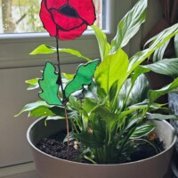 Fleur attrape-soleil Fleur attrape-soleil