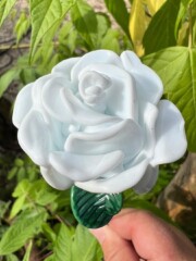 Rose blanche éternelle Rose blanche éternelle