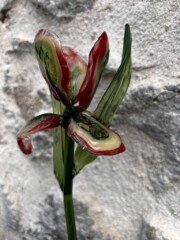 Iris en verre filé<br />IRIS001 Iris en verre filé